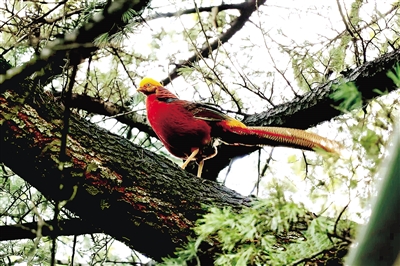 叁鑫策略 “火凤凰”飞来嵩岳脚下